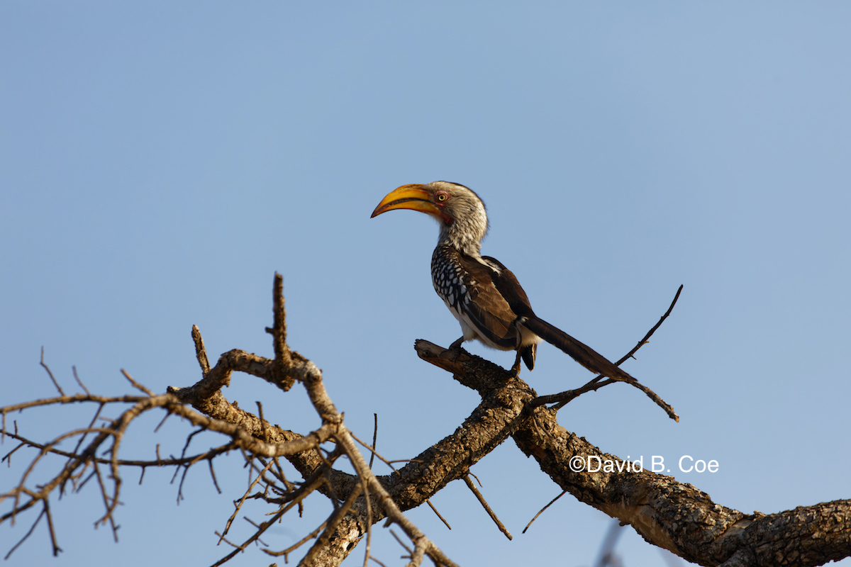 Yellow-billed Hornbill.