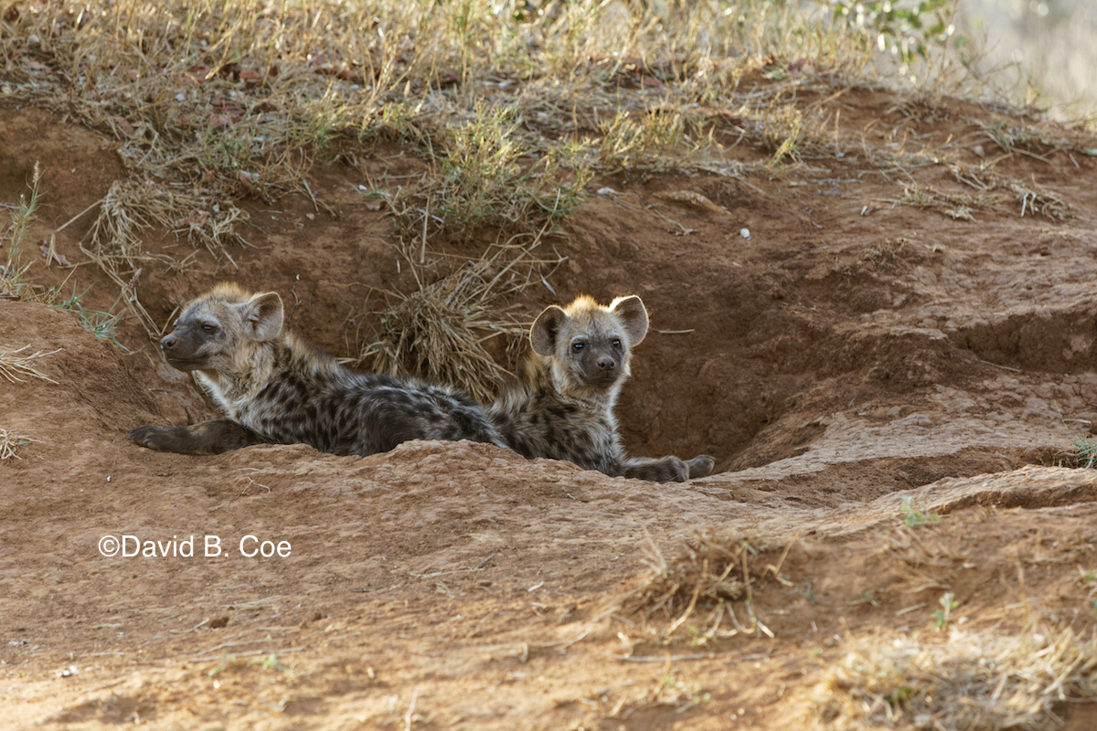 Hyena pups outside their den.