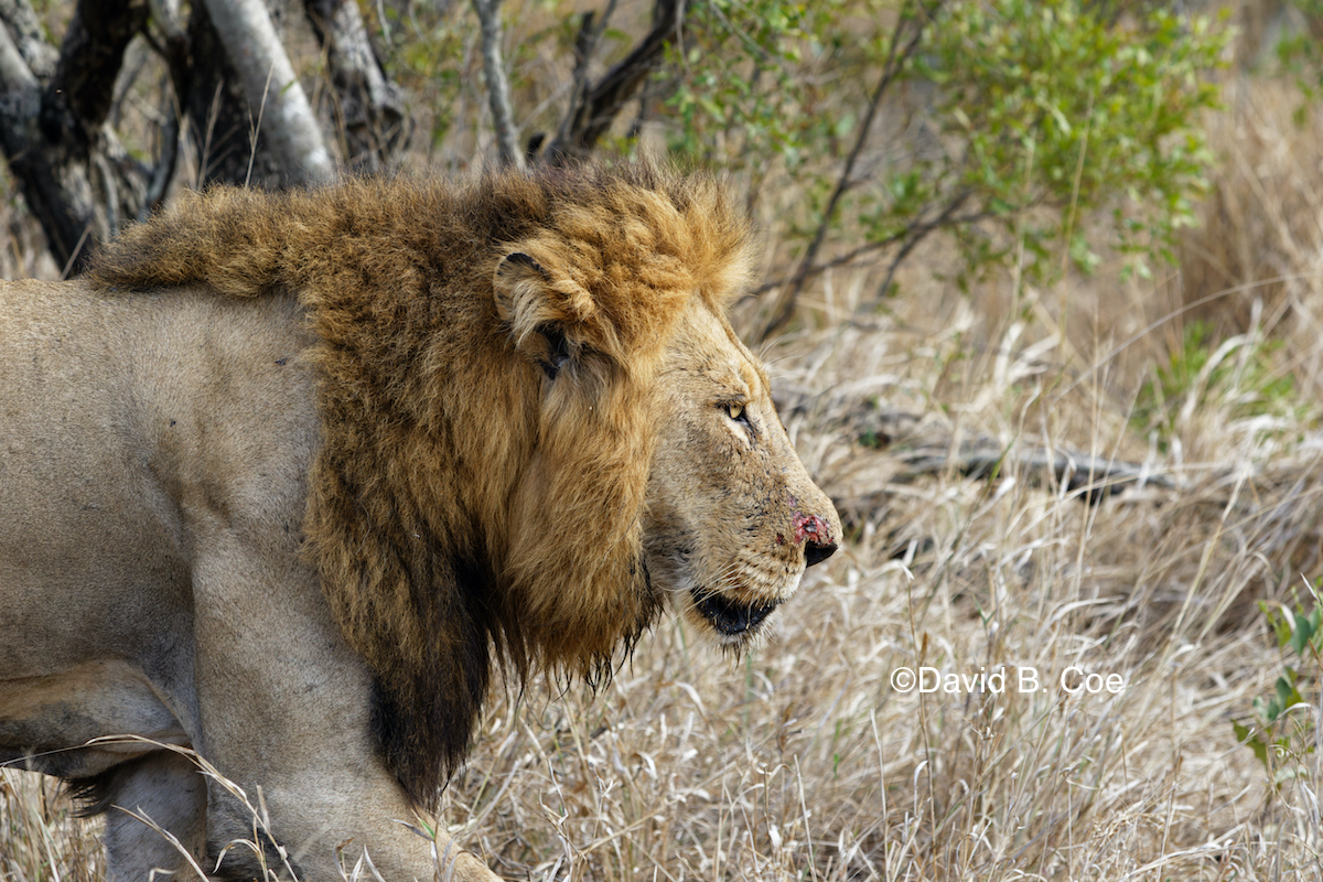 Male Lion. Yes, he was this close.