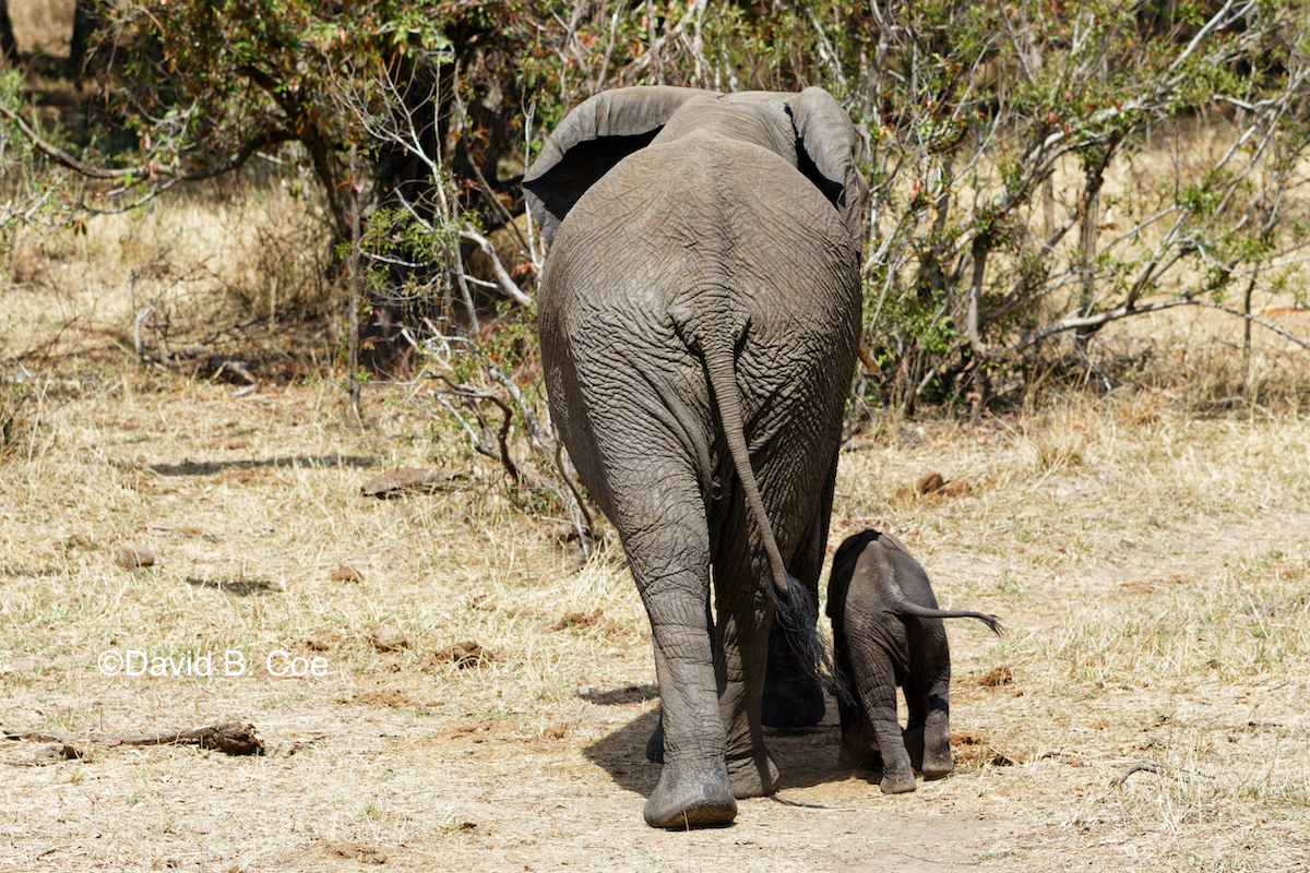 Elephant butts, large and extra-small.