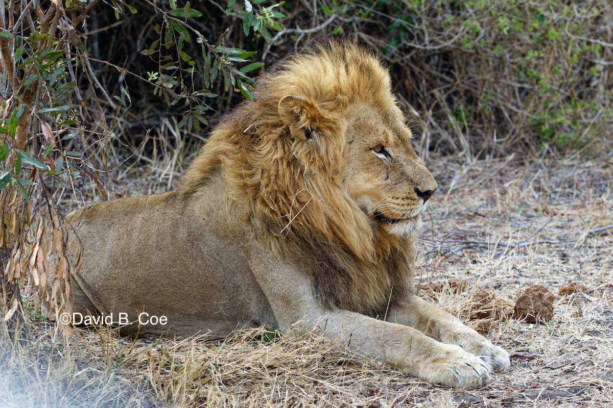 Male lion in Manyeleti Game Reserve, South Africa. Photo by David B. Coe