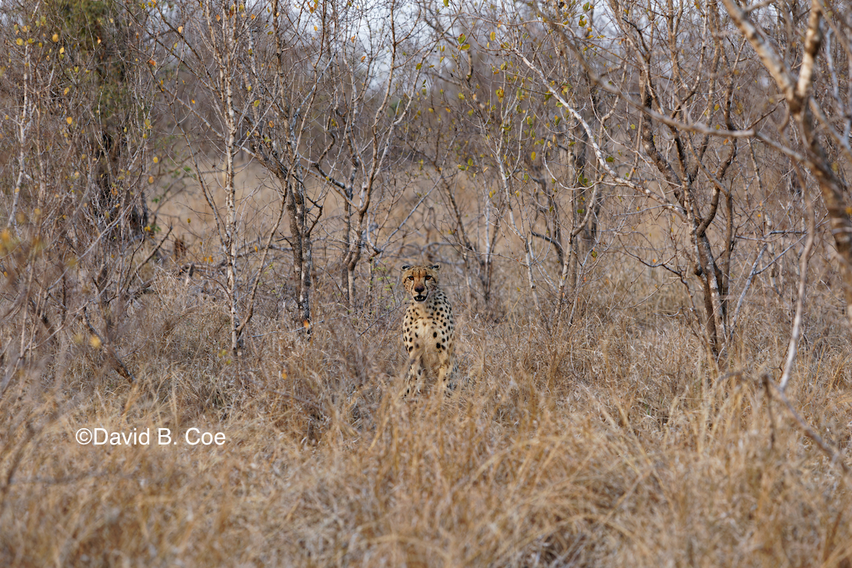 Cheetah!! I was SO excited to see her!