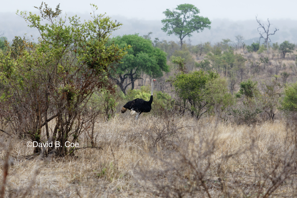 Ostrich. This is as close as we could get. A little skittish and very fast.