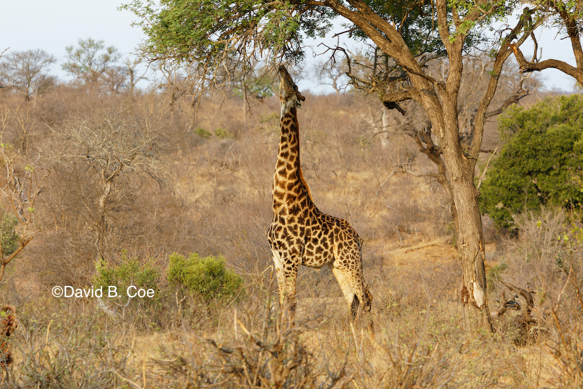 Giraffe. Such beautiful animals.