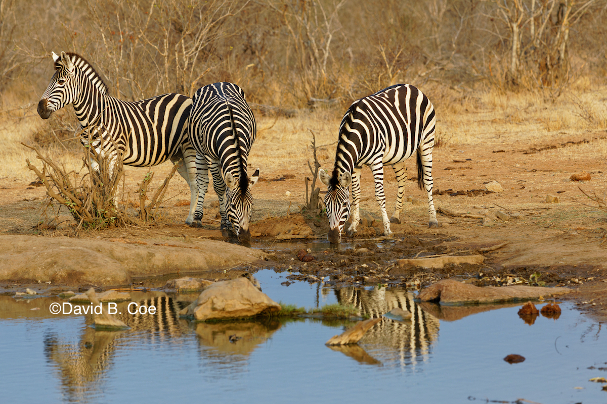 Zebras at a water hole. Love the reflections.