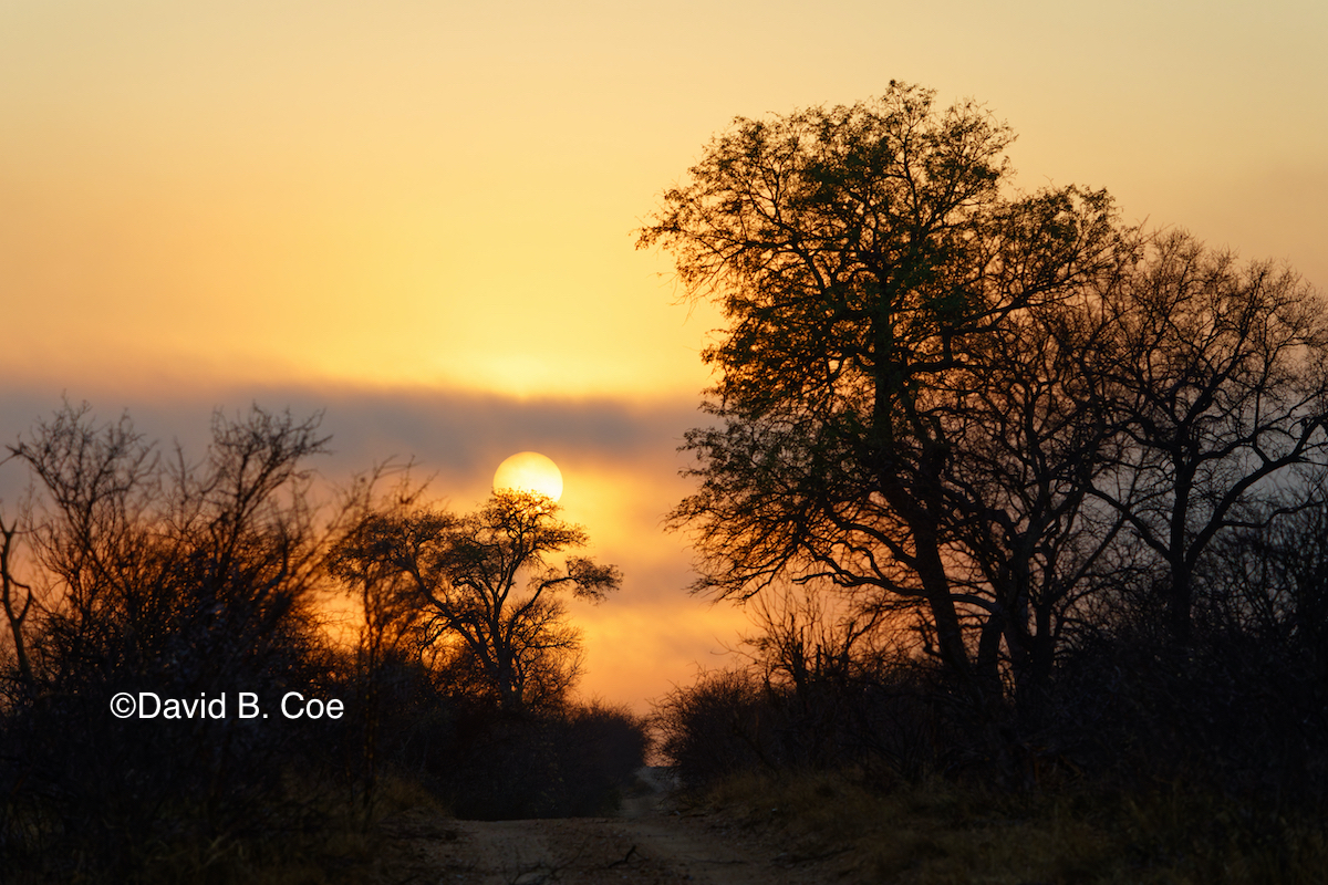 Sunrise in Timbavati Game Reserve.