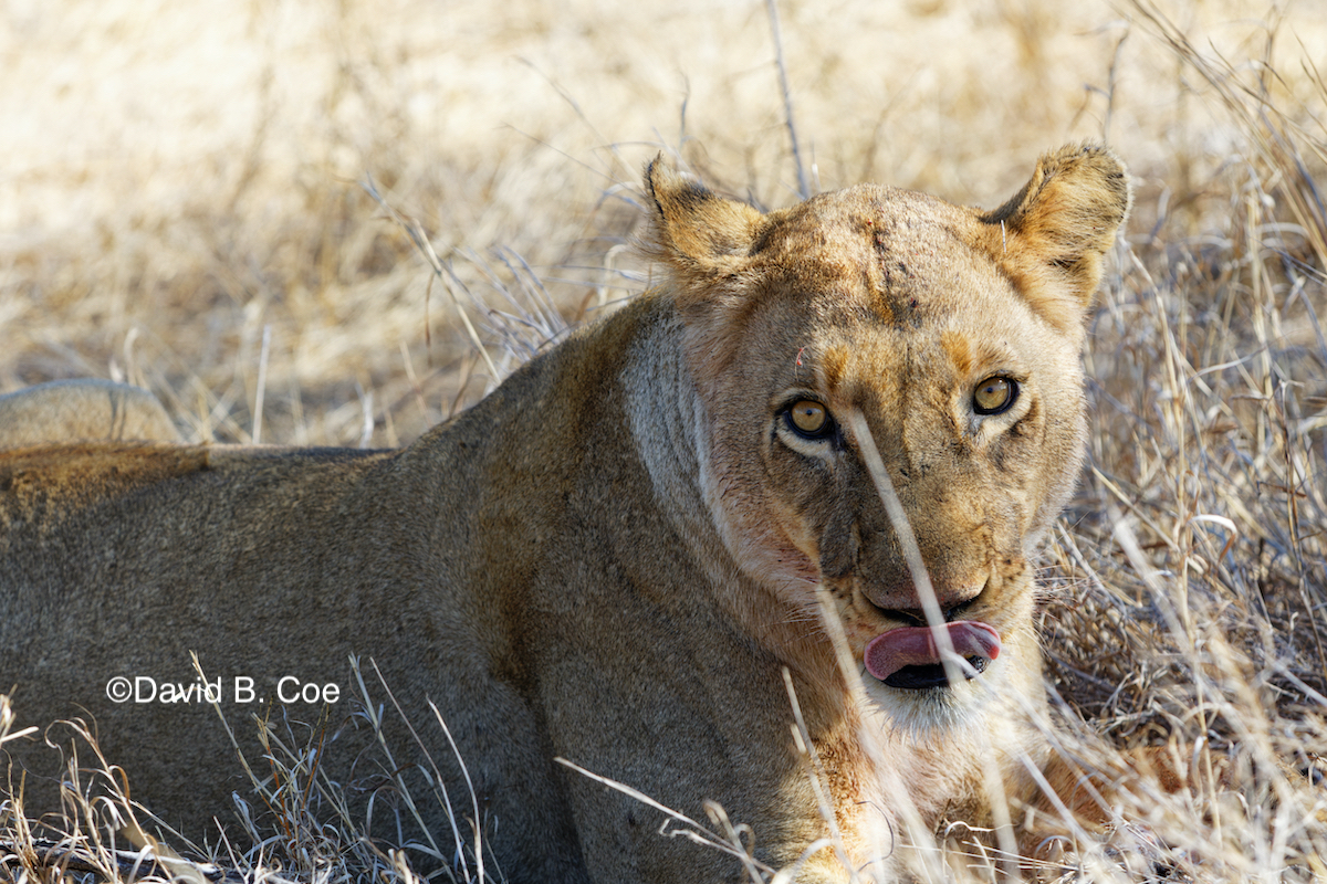 Mama lion. Those eyes!!