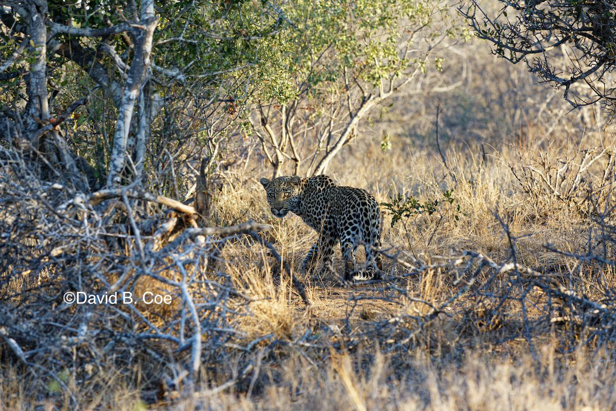 Young male leopard, not yet acclimated to the truck. 