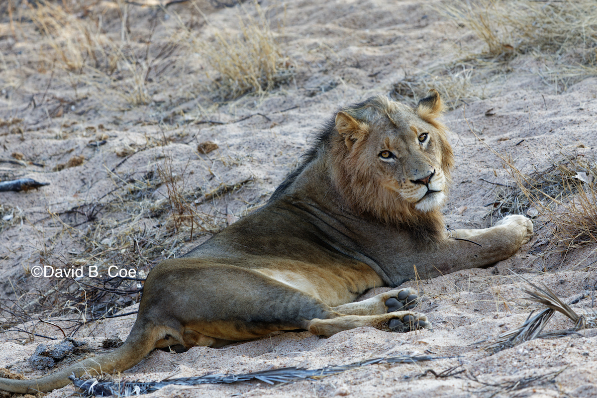 Young male lion.