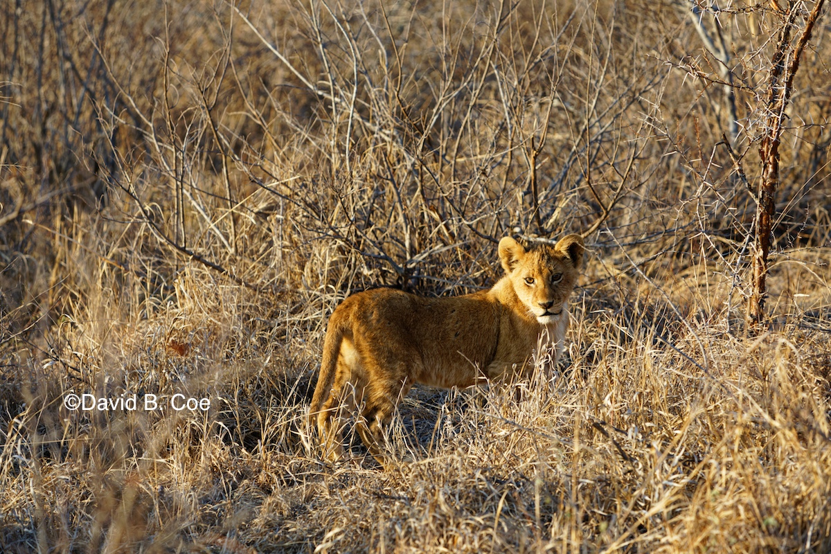 Lion cub in early morning light. 