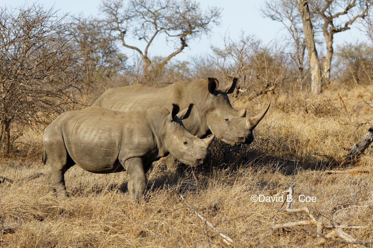 Mama and baby White Rhinos.