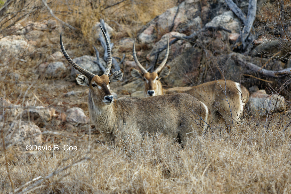 Two male Waterbucks.