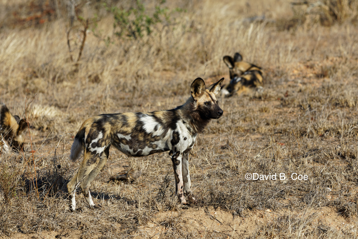 Wild dogs.