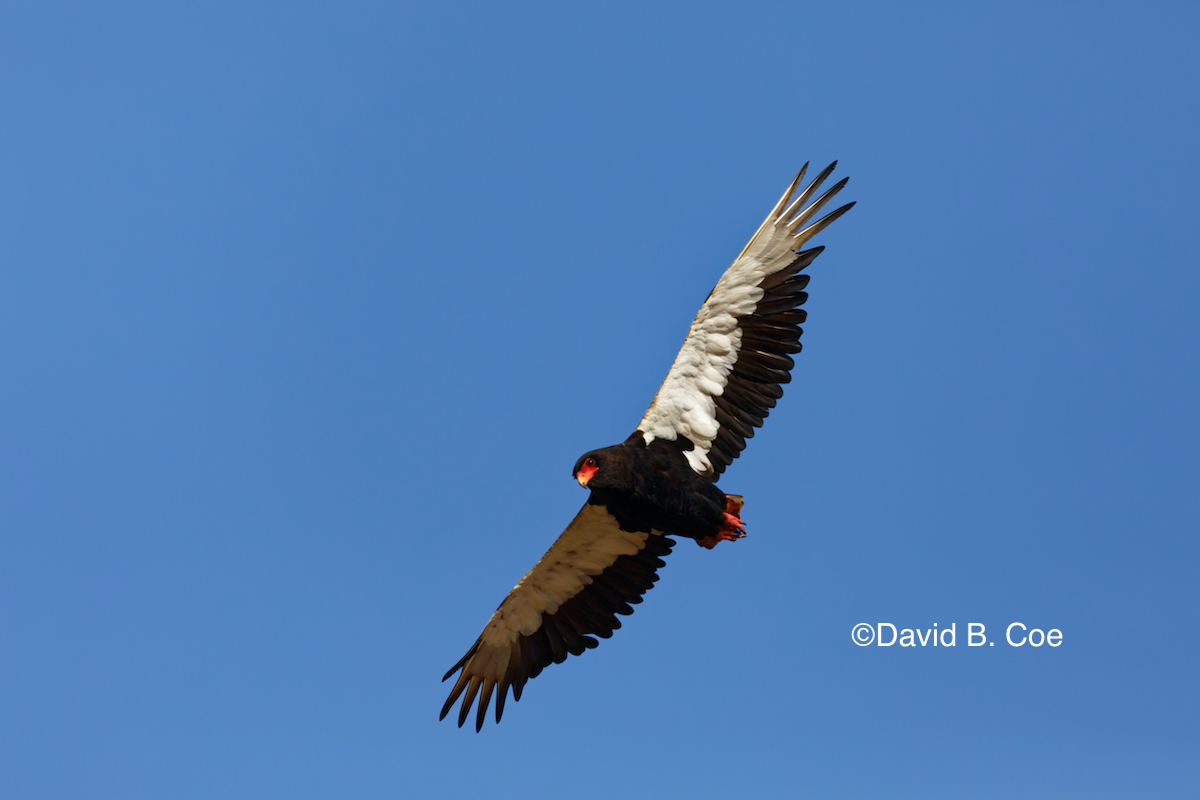 Bateleur Eagle circling a recent wild dog kill. 